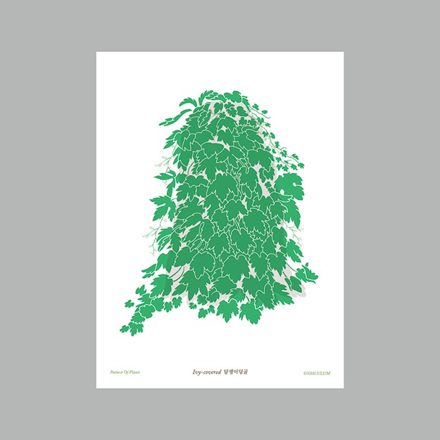 담쟁이덩굴 - 식물그림 엽서