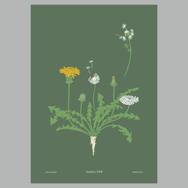 민들레 - 식물그림 포스터