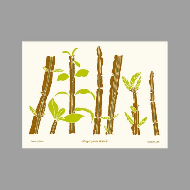 화살나무 Plants Post Card