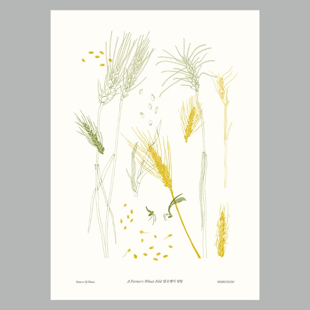 앉은뱅이 밀 - 식물그림 포스터