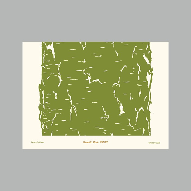 박달나무 - 식물그림 엽서