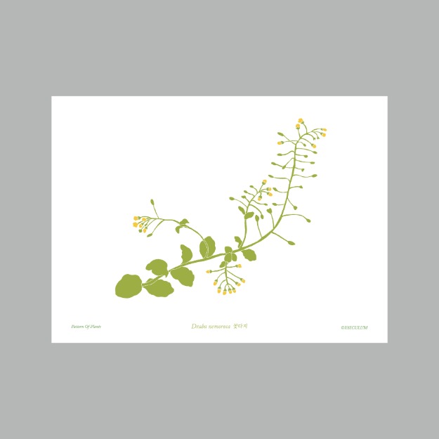 꽃다지 - 식물그림 엽서
